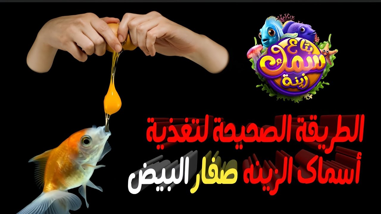 الطريقة الصحيحة لتغذية اسماك الزينه صفار البيض