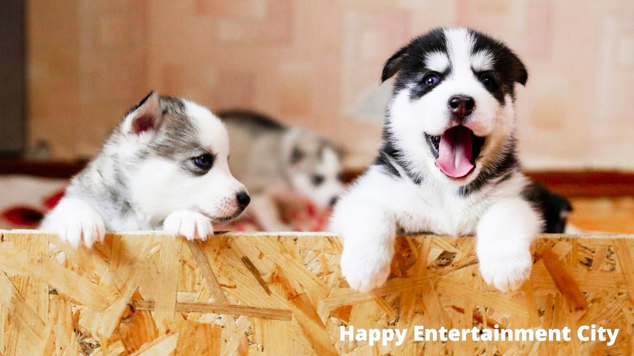 Mirror Prank For Funny Dogs Video | Funny Dogs | Happy Entertainment City