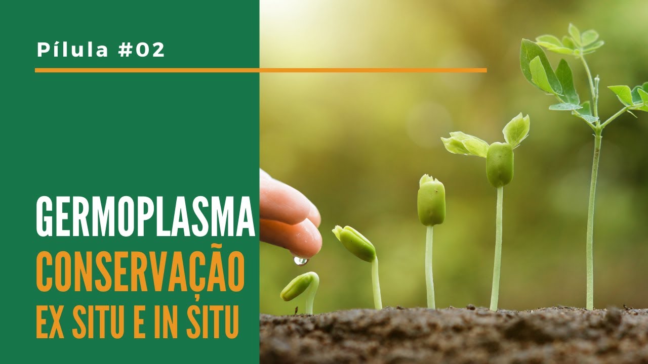 O que é germoplasma, conservação ex situ e in situ