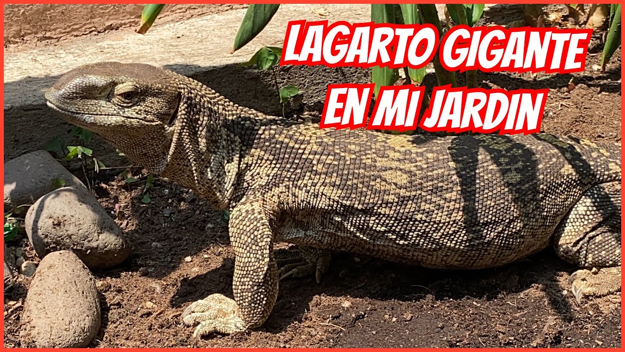 LOS HERMOSOS VARANOS GARGANTA BLANCA (VARANUS ALBIGULARIS) ACTUALIZACIÓN 🦎🐉😍