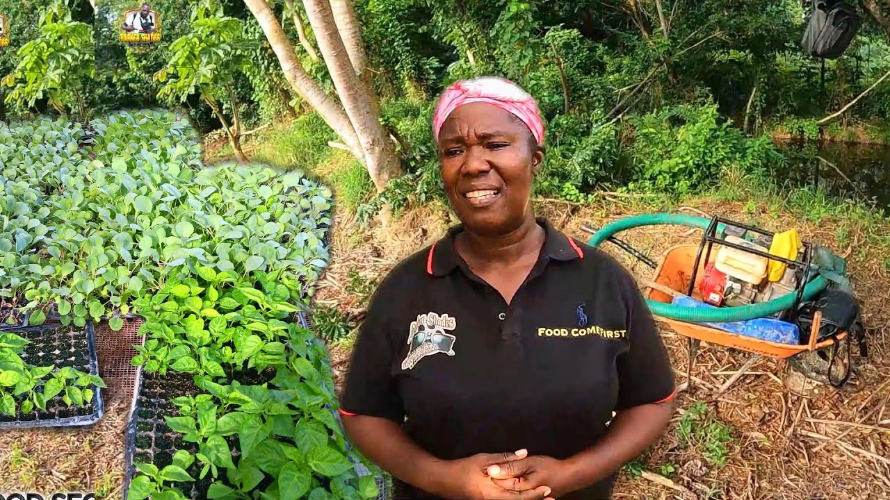 CABBAGE DAY | OVER A 1000 SUCKERS.  IT'S A GOOD LOOK 🇯🇲 FOOD SECURITY. 