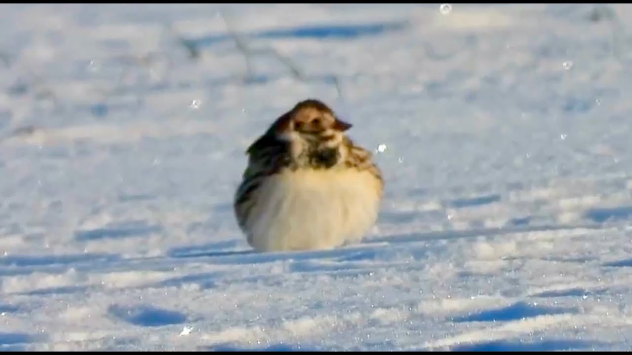 Savannah Sparrow, Lapland Longspur, and many Horned Larks all puffed up to keep warm