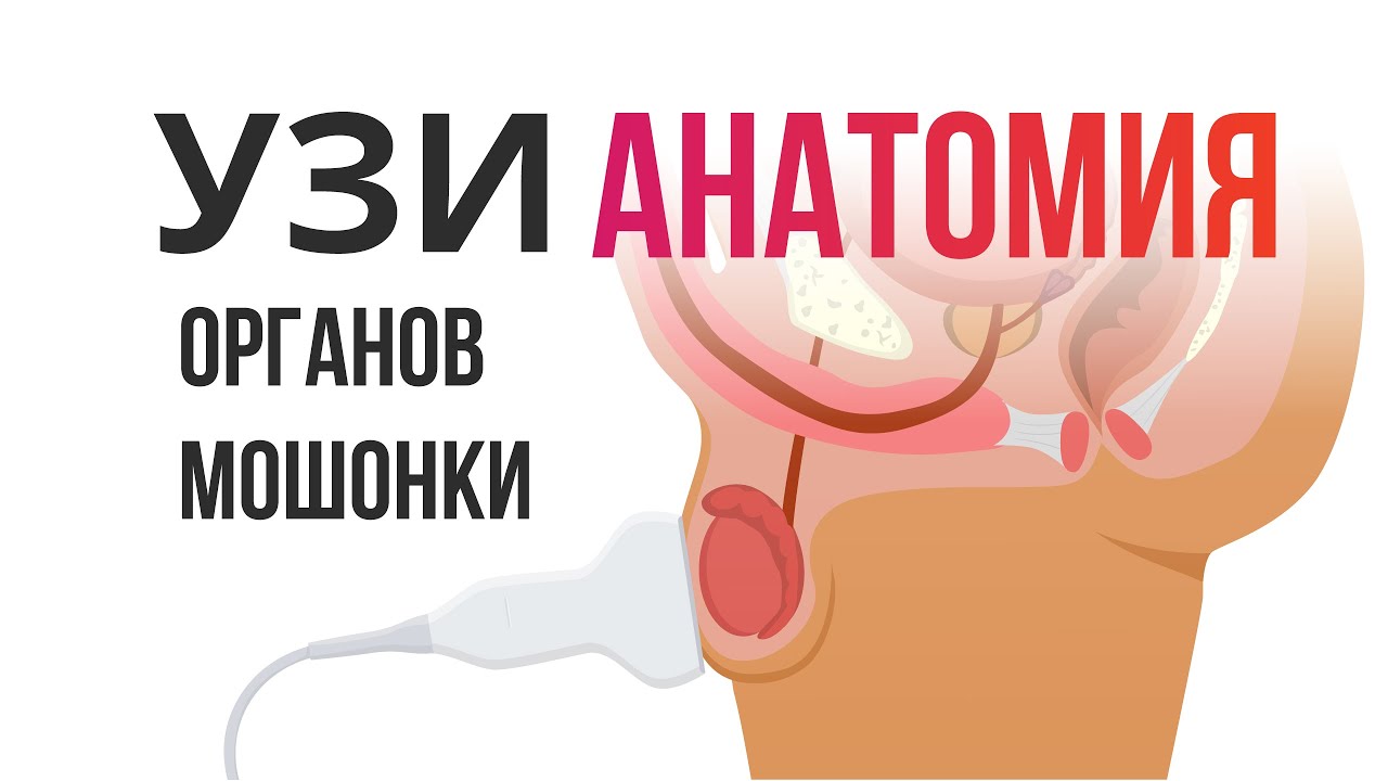 УЗИ органов мошонки. Лекция 1. Размер и анатомия яичек и придатка