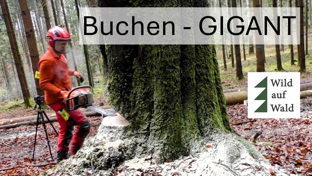 🌲Hoch RISIKO Fällung - Herausforderung angenommen! Husqvarna 564 XP im Einsatz #wildaufwald