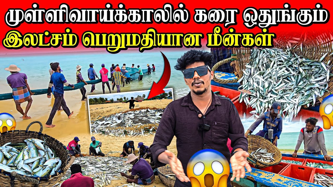 முள்ளிவாய்க்காலில் கரை ஒதுங்கியது லட்சம் பெறுமதியான மீன்கள் 😱 | Rj with Kj 
