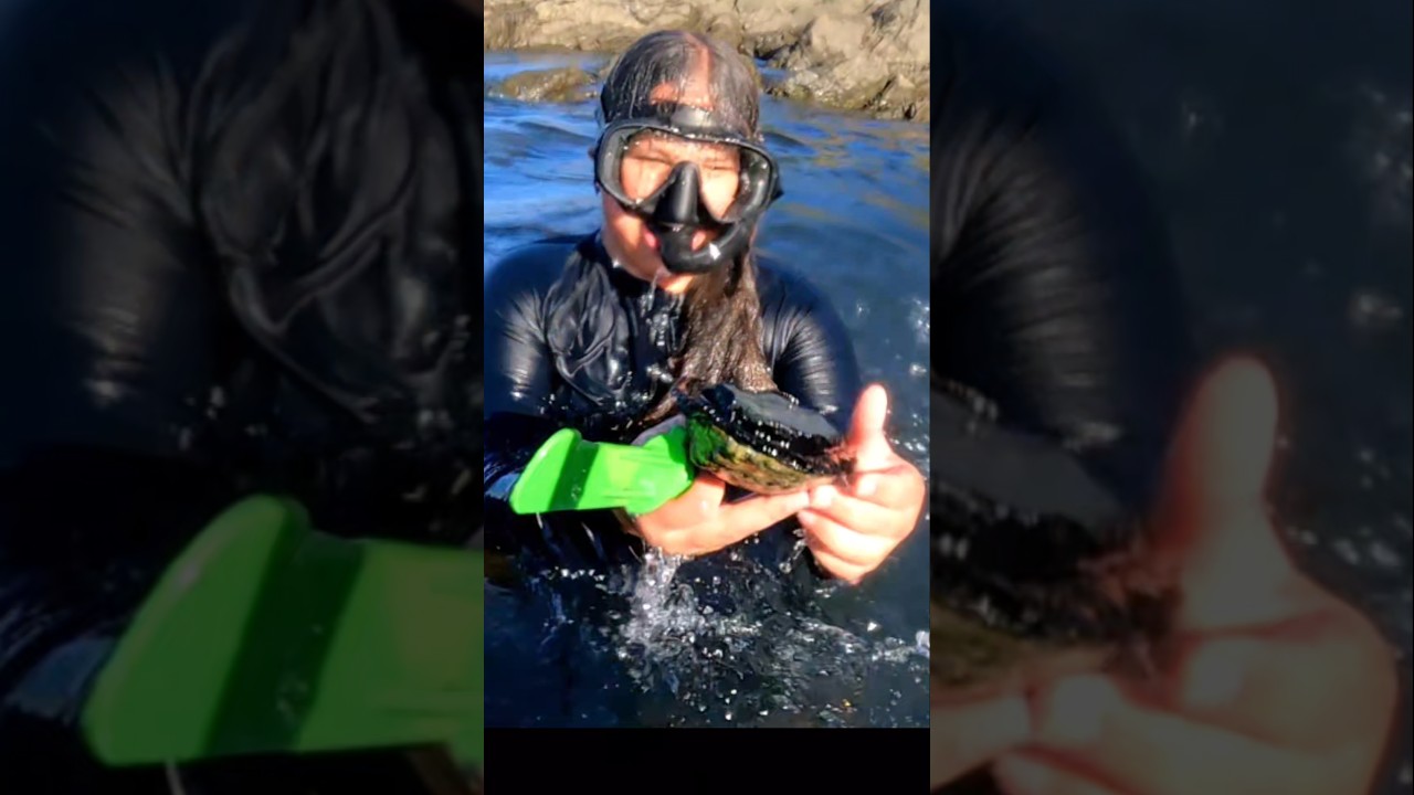 Diving for Paua (Abalone) in the South Pacific | Crystal Clear Water & Wild Reefs