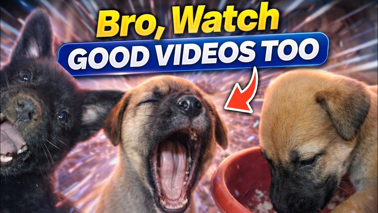 Bro, Watch Good Videos Too! Cute Puppy Moments 🐶😂