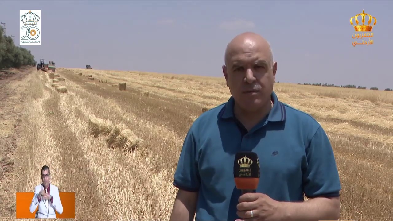 بدء حصاد محصول محطة مرو و محطة المشقر من القمح و الشعير