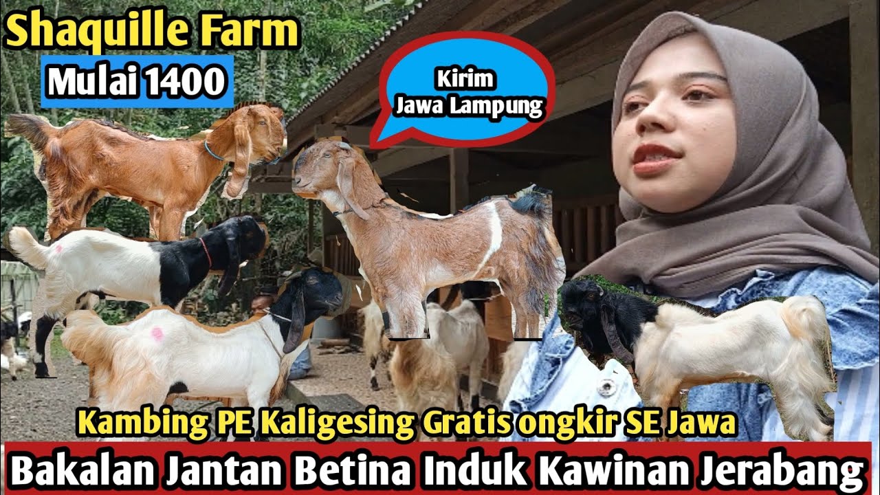 1400...!! GRATIS ONGKIR SE JAWA PE KALIGESING Shaquille Farm #hargakambing#kambingpe
