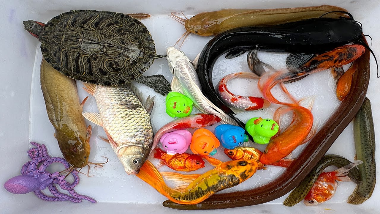 Kem Chanel lái công nông bắt cá trong chum có cá chép, rùa con màu sắc, cá koi, axolotl, con vịt