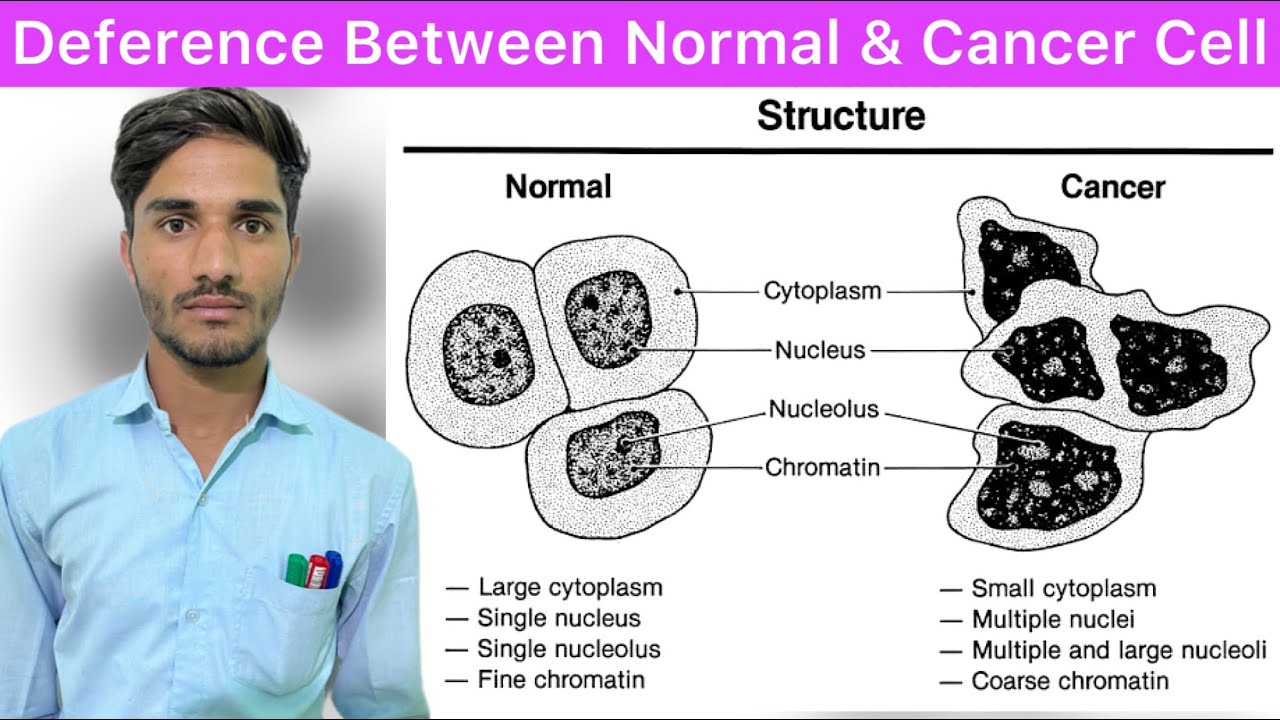 Oncology | Cancer | Deference Between Normal Cell And Cancerous Cell | Cancer Cell | Normal Cell |