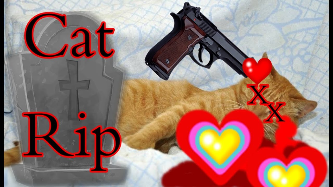 Tik Tok Master Божественный тик ток Cat Cats Funny NEW 2021 WOW Sport Tik Tok Cats Tik Tok Cute Cats