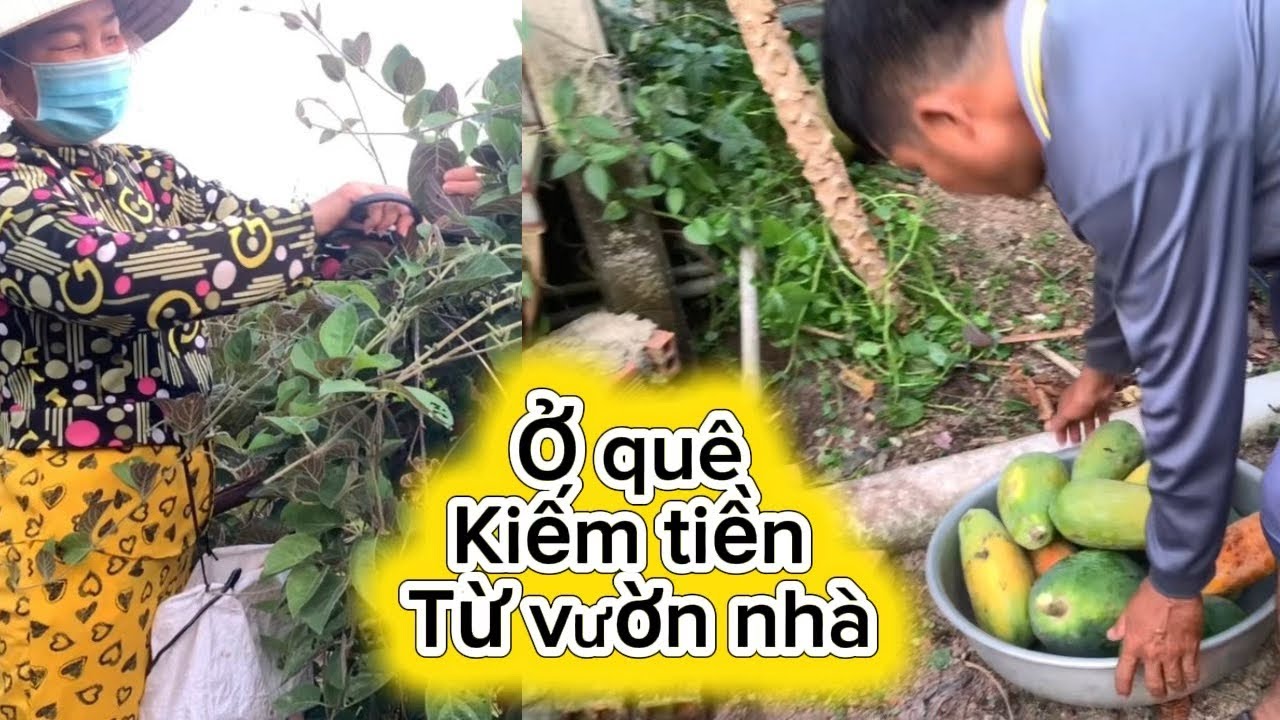 Chia sẻ cuộc sống ở quê kiếm thêm thu nhập từ vườn trồng lá mơ 
