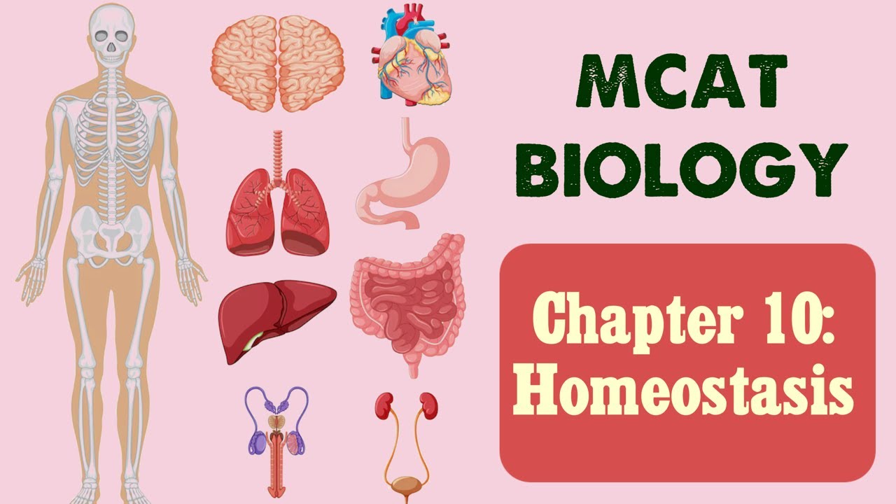 Биология для MCAT: Глава 10 - Гомеостаз