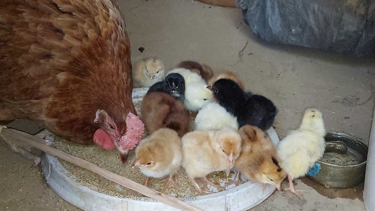 ✅CUIDADOS Básicos para los POLLITOS Recién NACIDOS🐣Parte 2️⃣ - Abrimos los huevos que no NACIERON 🚫