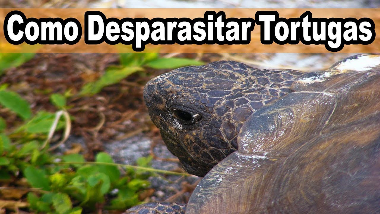 Como Desparasitar Tortugas de Tierra