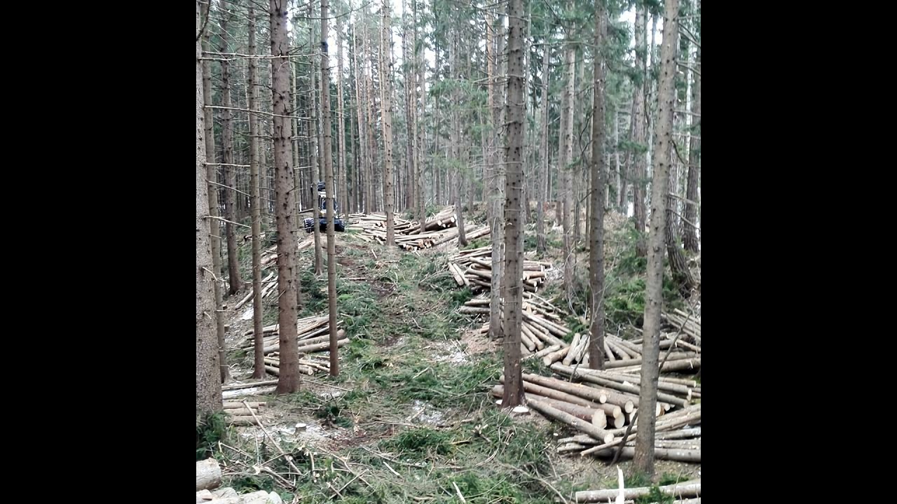 Skogsfredag #263 - Räkna ut SI och pendelslag i gallring