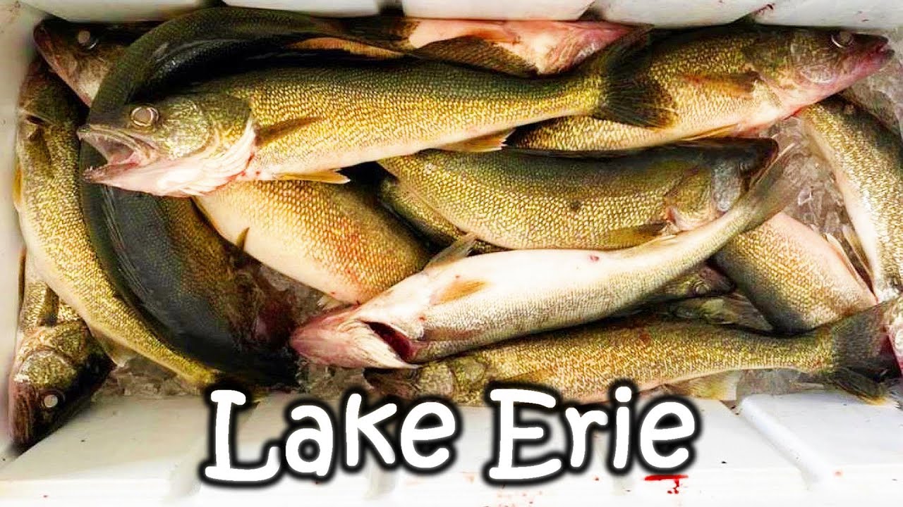 LAKE ERIE FISHING (7/26/23)