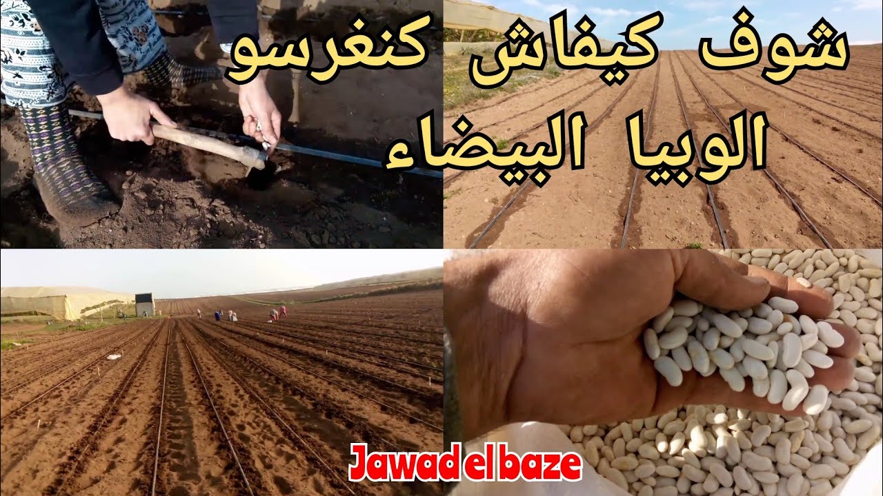 أجي تشوف طريقة لي كنزرعو بها الوبيا فصوليا