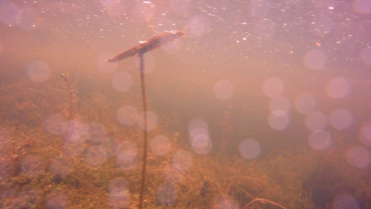 sample footage of my DIY Underwater Actioncam Exploration simple ROV/Probe Hack