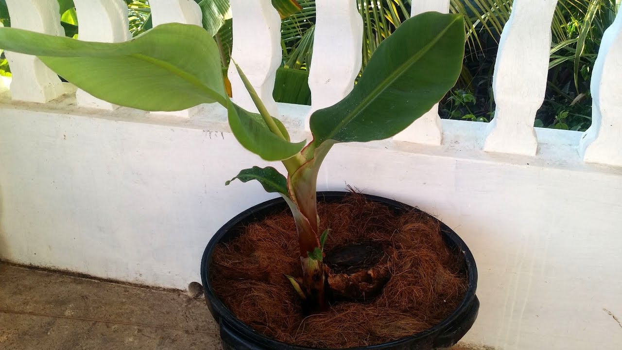 How To Grow A Banana Plant In A Pot || Agrosuede ✔