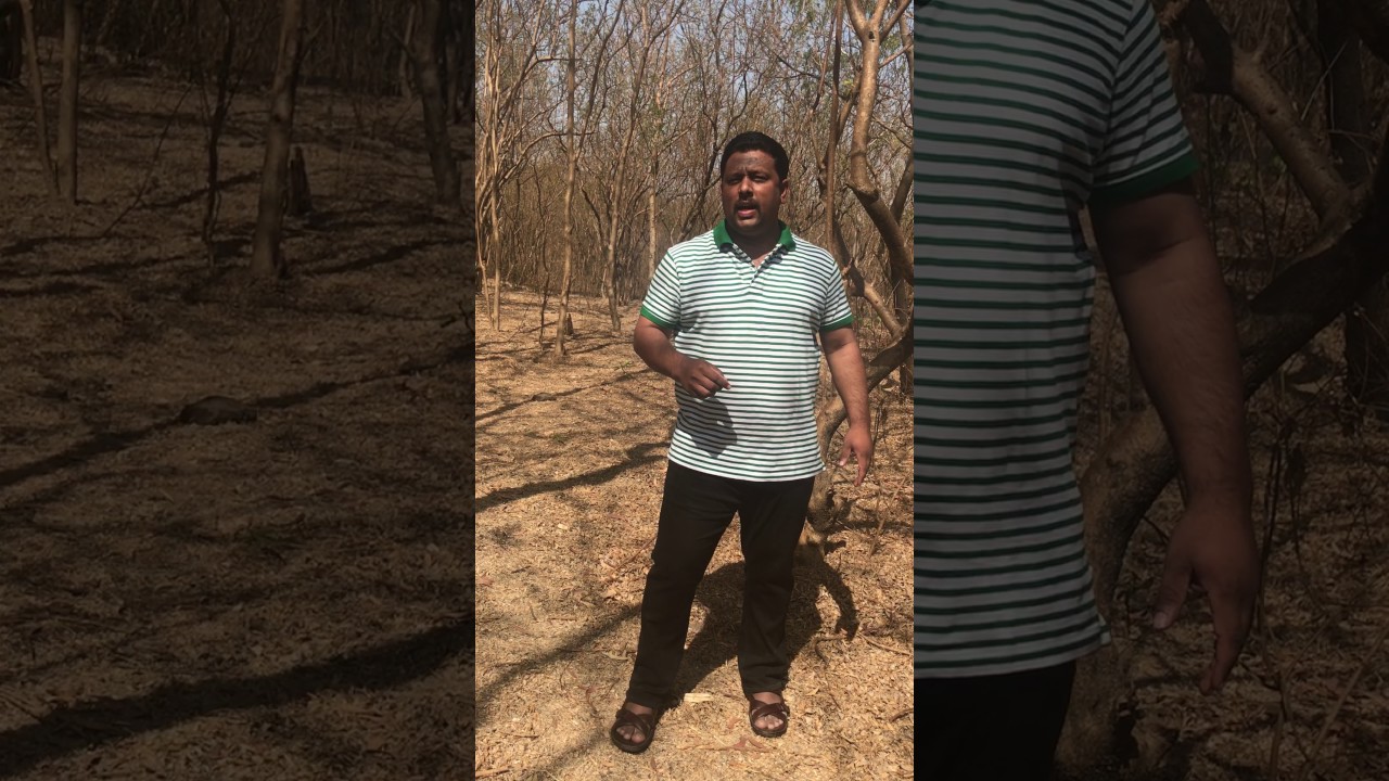 Breaking news about kolhapur area plantation by Forest Dept !!!