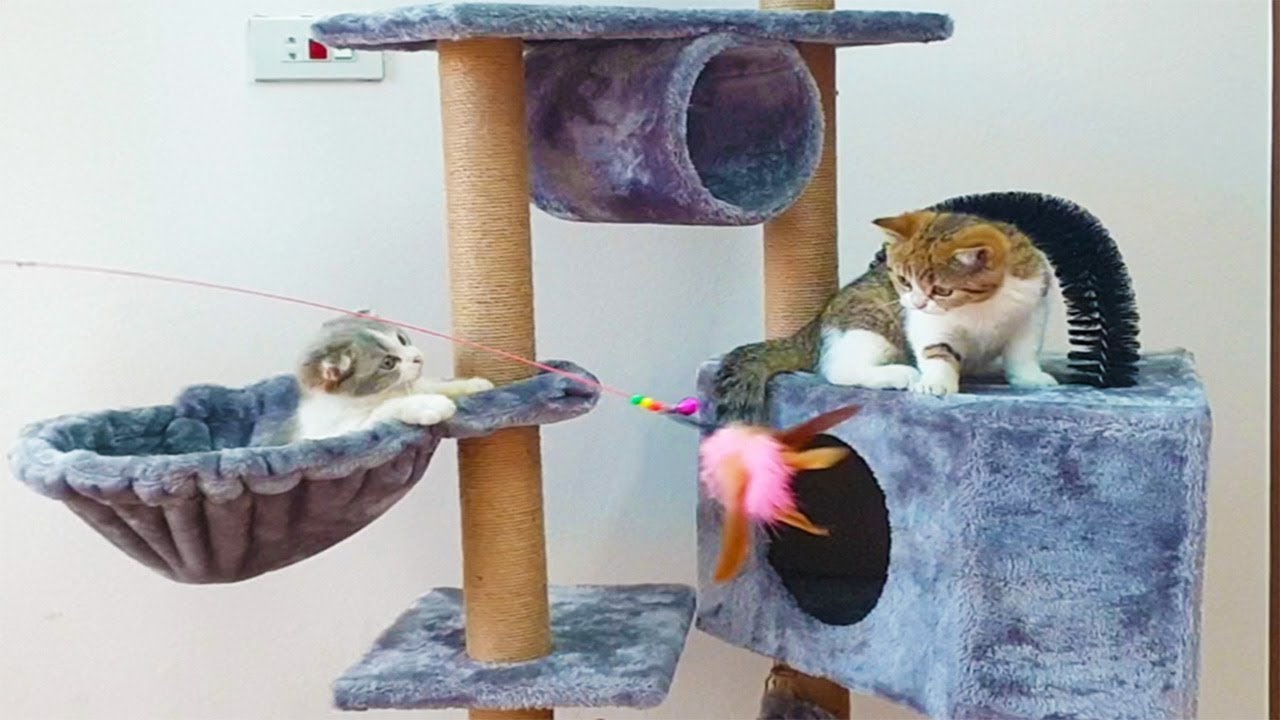 Cutest Cats, So Cute & Happy Cats with new Cat Tree, Funny Cats Videos by Animals TV