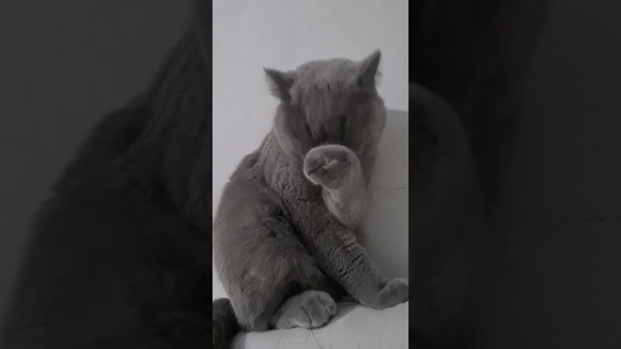 #cat