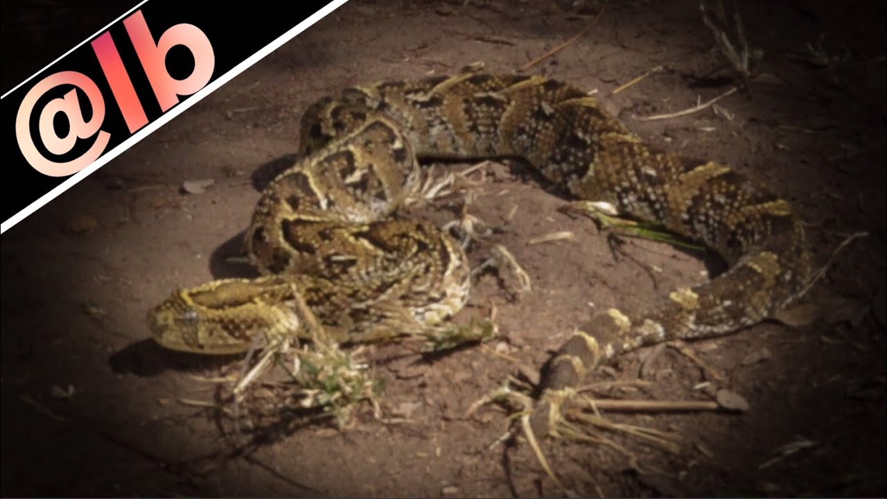 EXPERIMENT: STEPPING on the PUFF ADDER! Will It Bite?