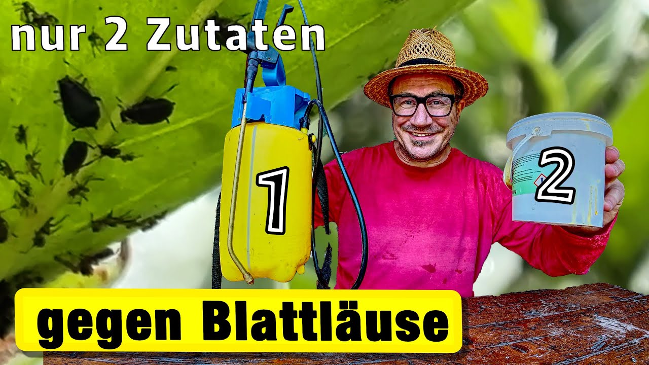 Hausmittel gegen Blattläuse: Funktioniert SOFORT! Gartenrundgang und Schneckenplage.