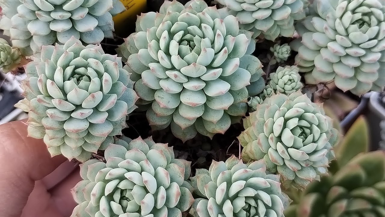 45 Suculentas Variadas SIMPLES identificadas #succulents