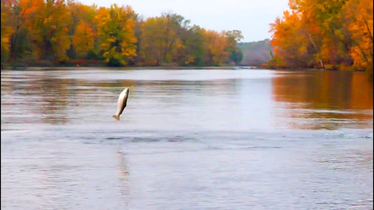 Michigan Fall Steelhead Fishing
