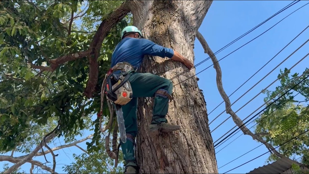 Cưa cây sao siêu khủng , Siêu nhánh , Ở gần chợ long châu . Cưa cây kỷ thuật cao