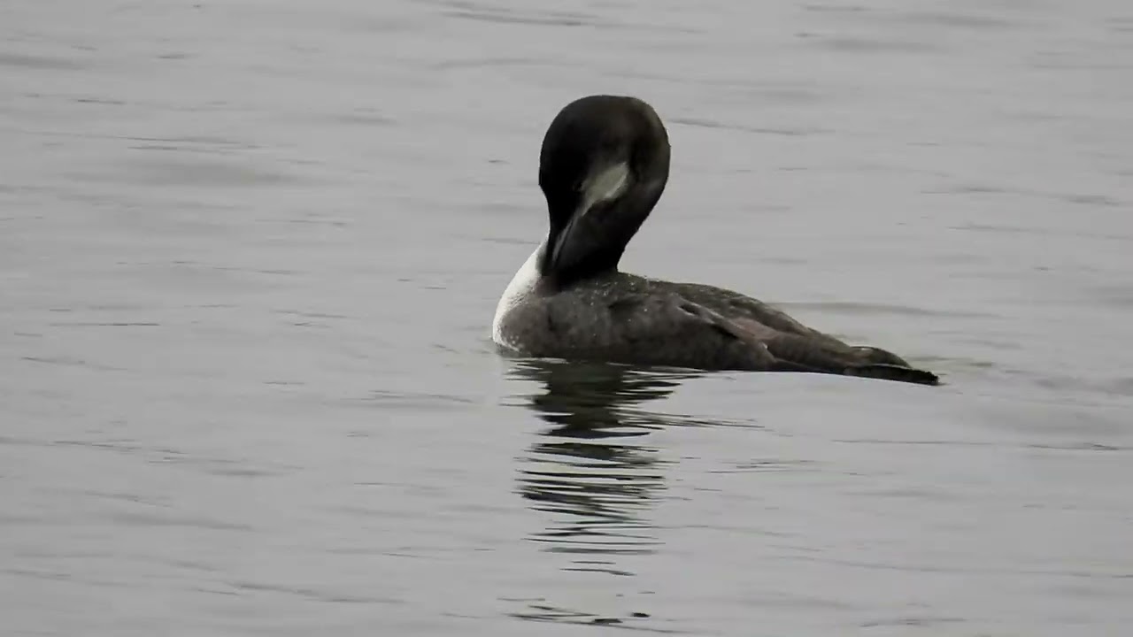 Potáplice lední, Gavia immer, Great Northern Loon