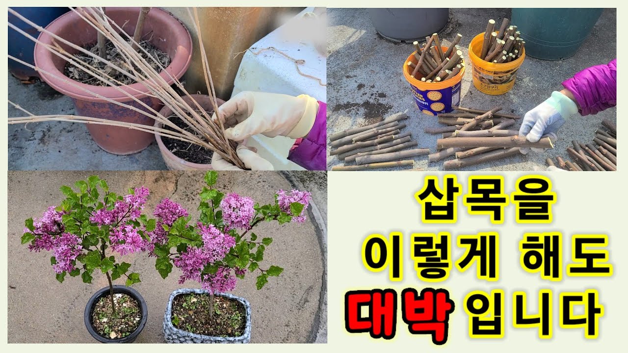 봄 맞이 삽목하기 / 무화과 삽목, 라일락 삽목 . . . 어떤 삽목이라도 어렵지 않아요