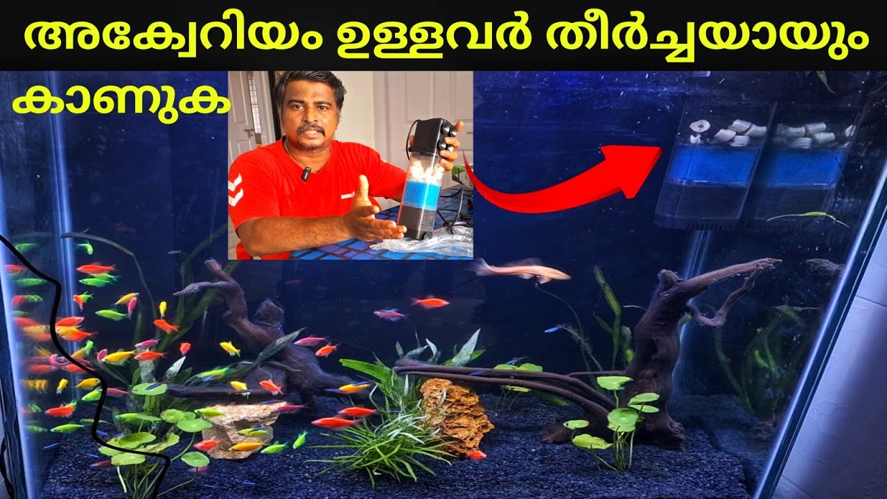 Budget Aquarium Filter setup / Aquarium 
