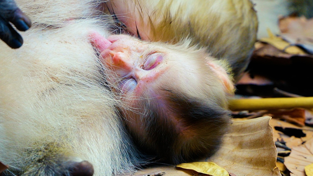 Adorable Baby Monkey Boris Stuck Milks Momma Until Sleep | So Happy To See Mom Allow Boris Milks