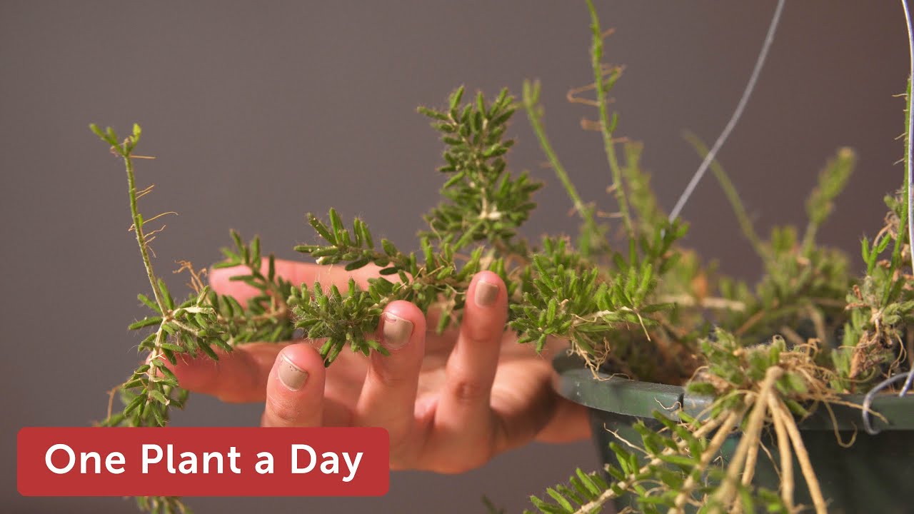 Rhipsalis mesembryanthemoides (Clumpy mistletoe cactus) Houseplant Care — 47 of 365