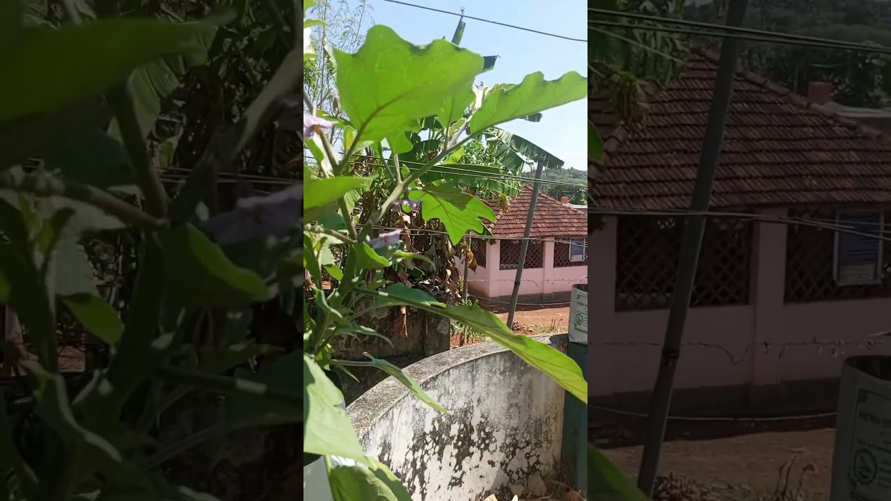 #homegarden #brinjal #organic #organicfarming #keralafarming #homemade