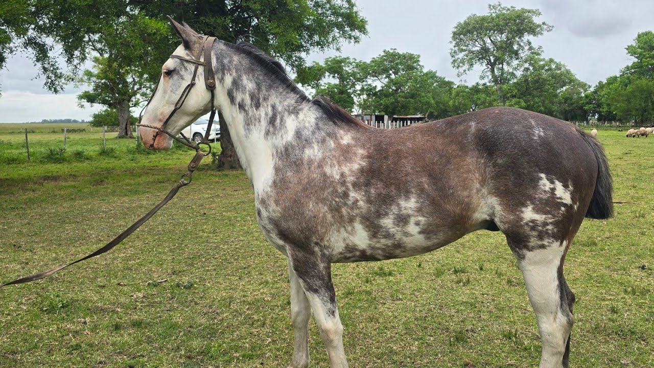 VENDIDO__Overo cebruno, nuevito, sano ideal campo, desfiles $3.360.000