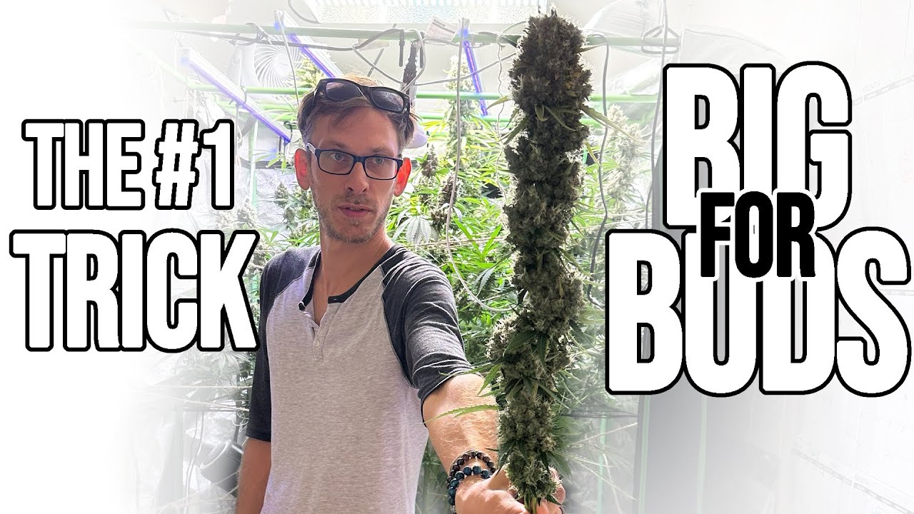 Learn To Manage Your PAR Meter And Watch Your Plants THRIVE Like never Before. Cannabis Lighting 101