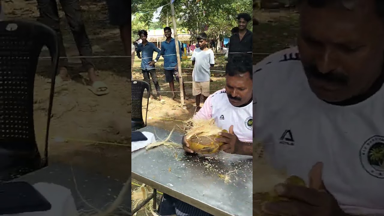 பொங்கல் விழா  தேங்காய்  உரிக்கும்  போட்டி  ..பல்லை ஆயுதமாக்கி  பரிசை வென்ற  இளைஞர்கள் 