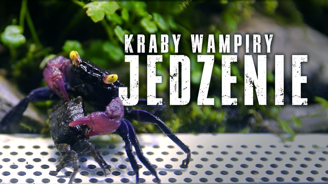 🦀 CZYM KARMIĆ KRABY WAMPIRY? JEDZENIE W PIGUŁCE. (GEOSESARMA)