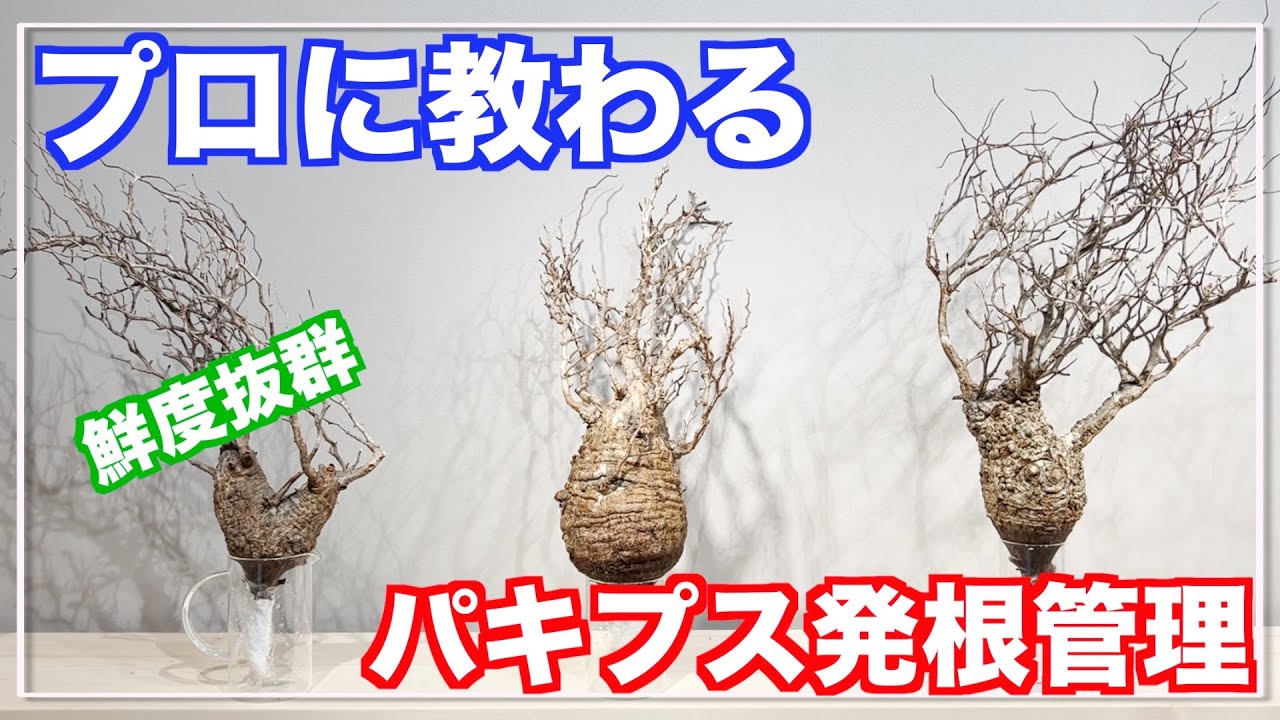 【パキプス発根管理】素人がプロに教わりながらパキプス発根管理に挑戦｜komo.dry｜オペルクリカリアパキプス