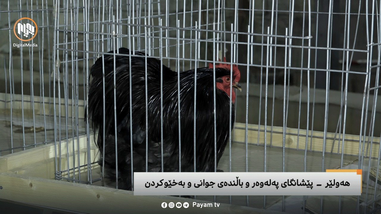مایکی پەیام: هەولێر - پێشانگەی پەلەوەر و باڵندەی جوانی و بەخێوکردن