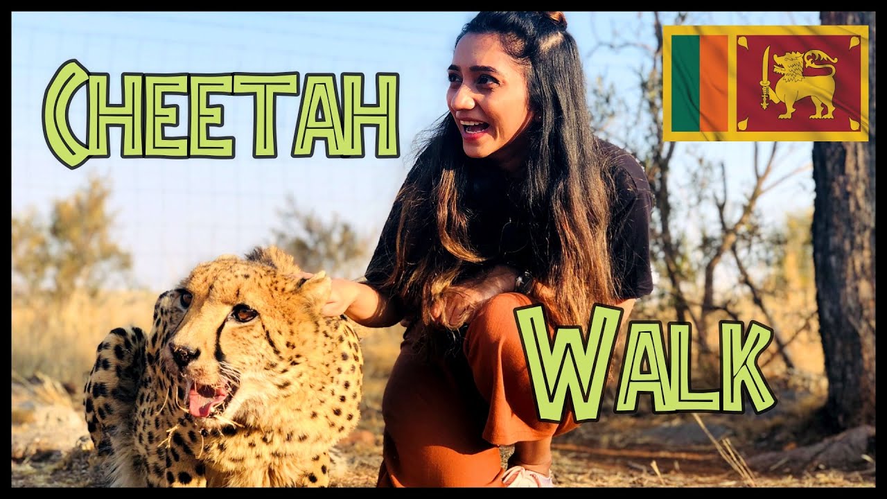 Cheetah walk | චීටෙකු හා සිංහයින් සමග දවසක්‌ | Explore With Lankans