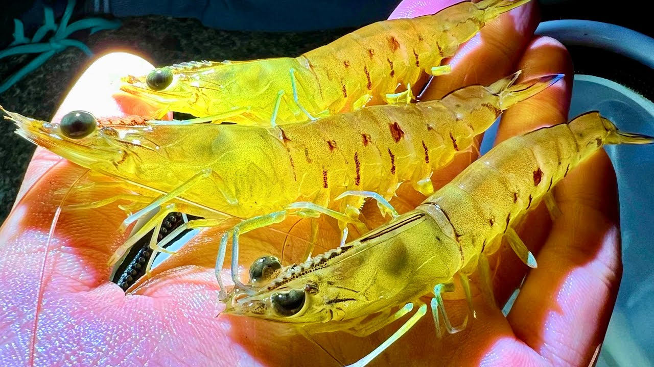 東京湾で大発生したクルマエビの仲間を取って食う