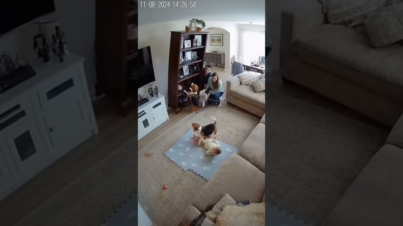 Dogs Save Babies From Falling Furniture – Real-Time Instincts on Camera (Part 11)