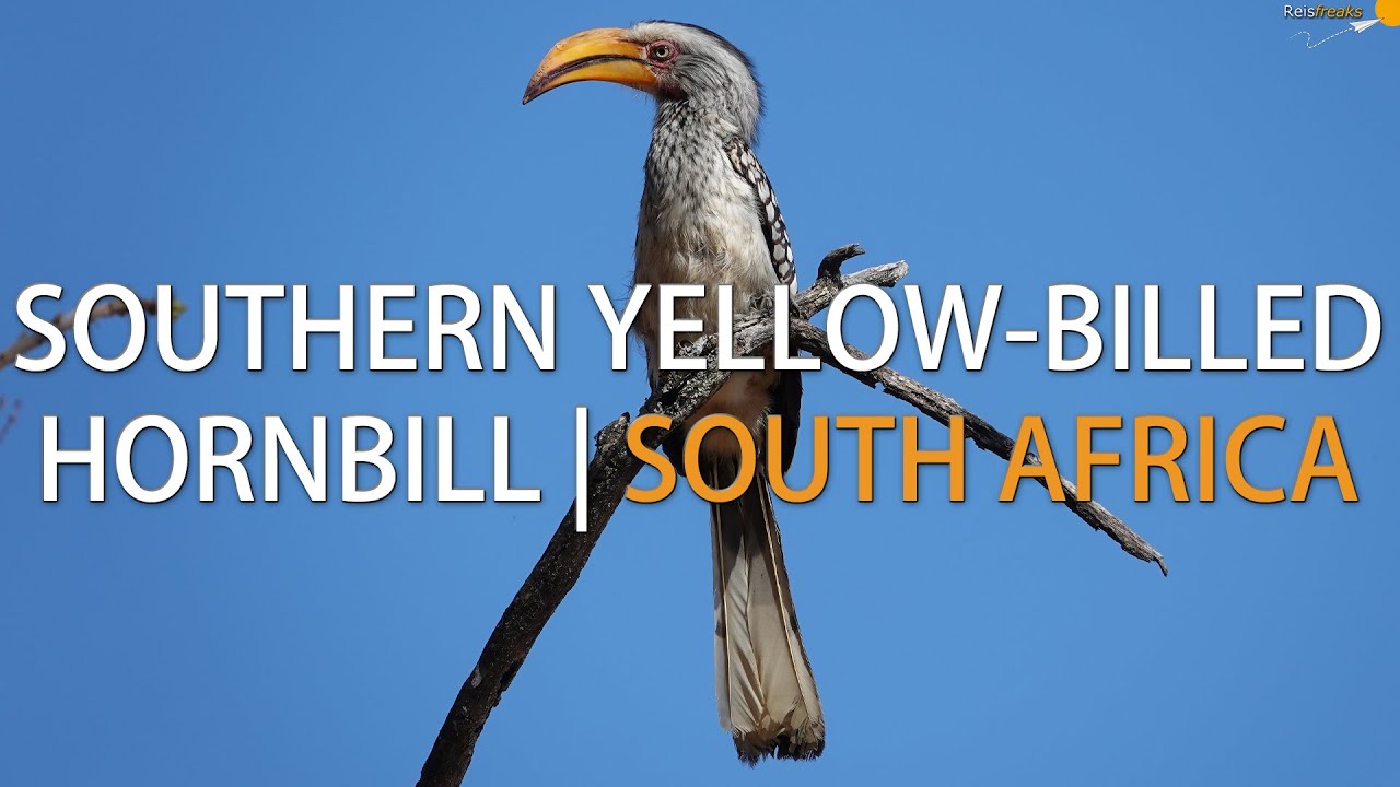 Southern Yellow-billed Hornbill aka The flying Banana | South Africa