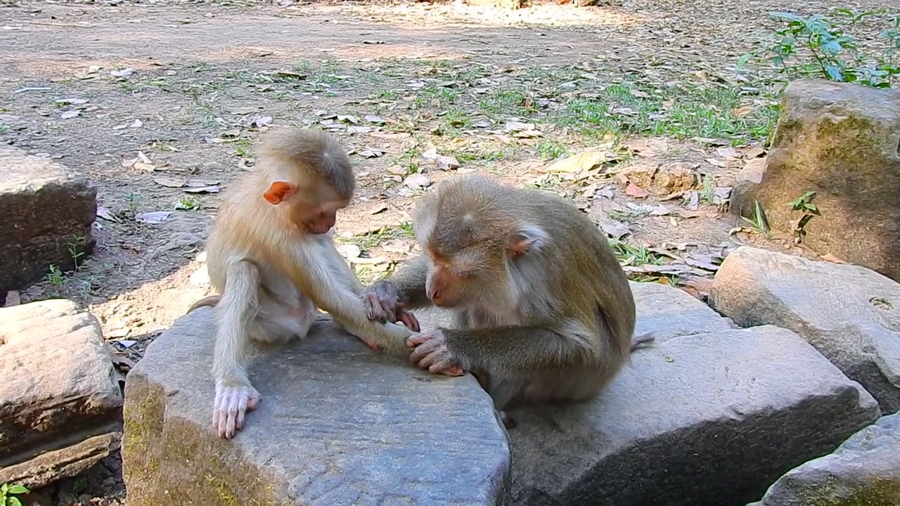 Monkey Joyce is relaxing and taking care of her baby.